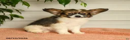 Papillon dogs for sale: Pierce - Ad 1