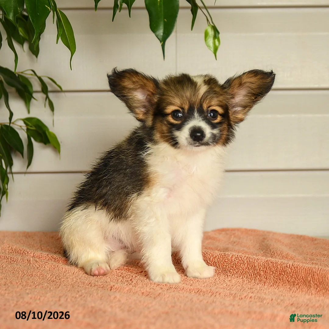 Papillon dogs for sale: Pierce - Ad 1