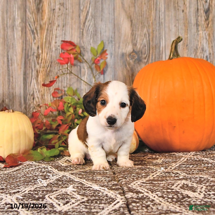 Dachshund dogs Leo - Ad 2