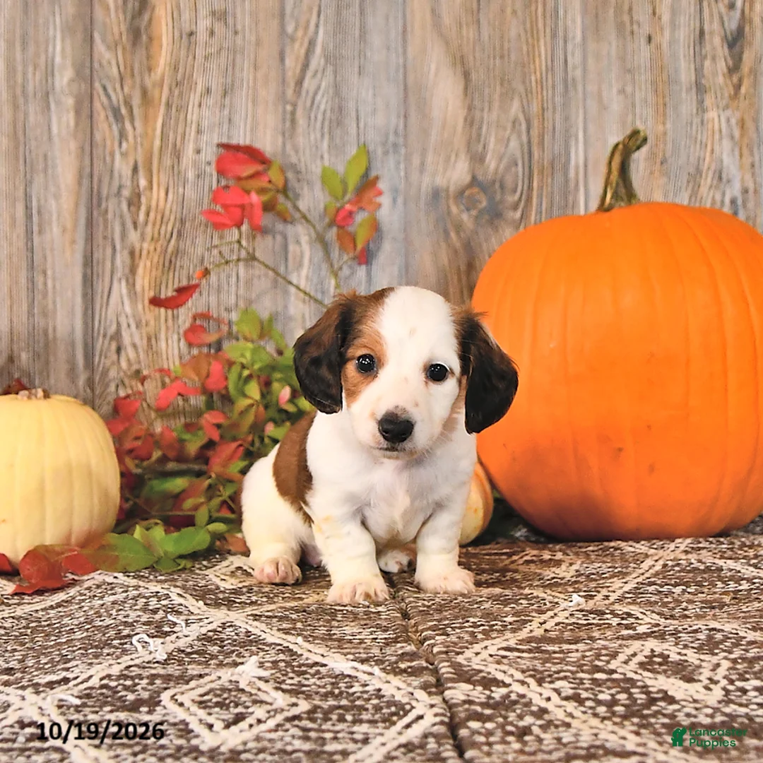 Dachshund dogs for sale: Leo - Ad 2