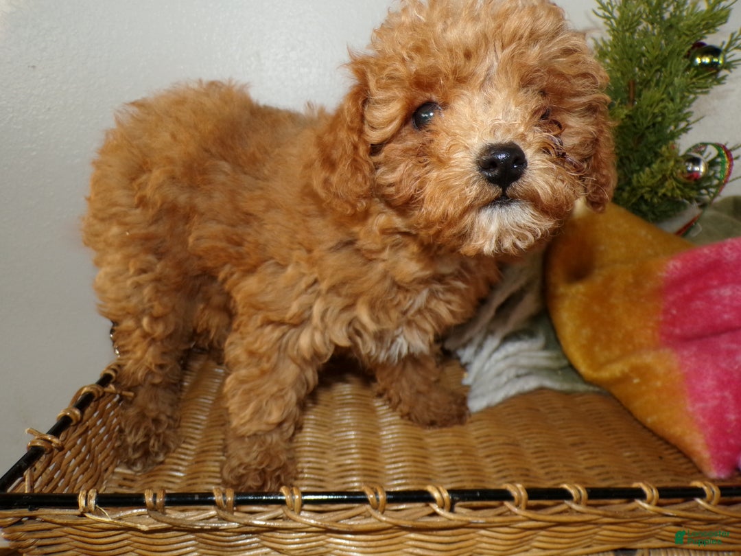 Toy Poodle dogs for sale: Toy Poodle Puppy 1 Lila - Ad 2
