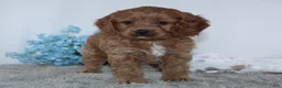 Cockapoo dogs for sale: Kameron - Ad 3