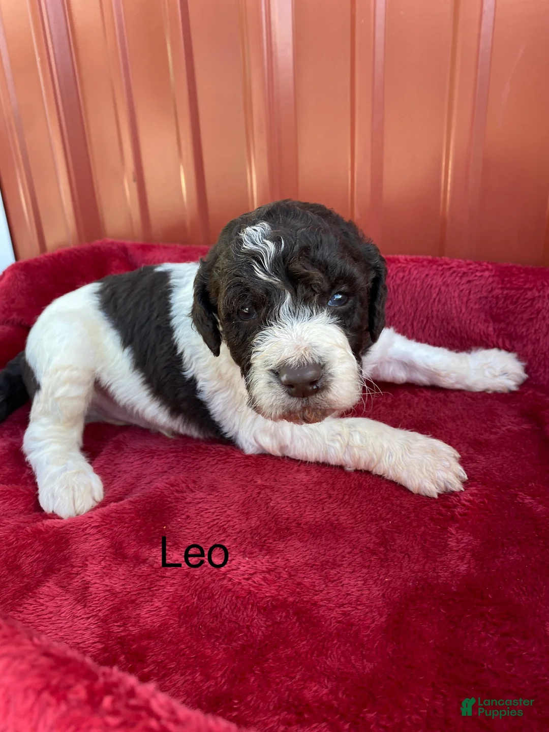 Labradoodle dogs for sale: F1bb Leo - Ad 1