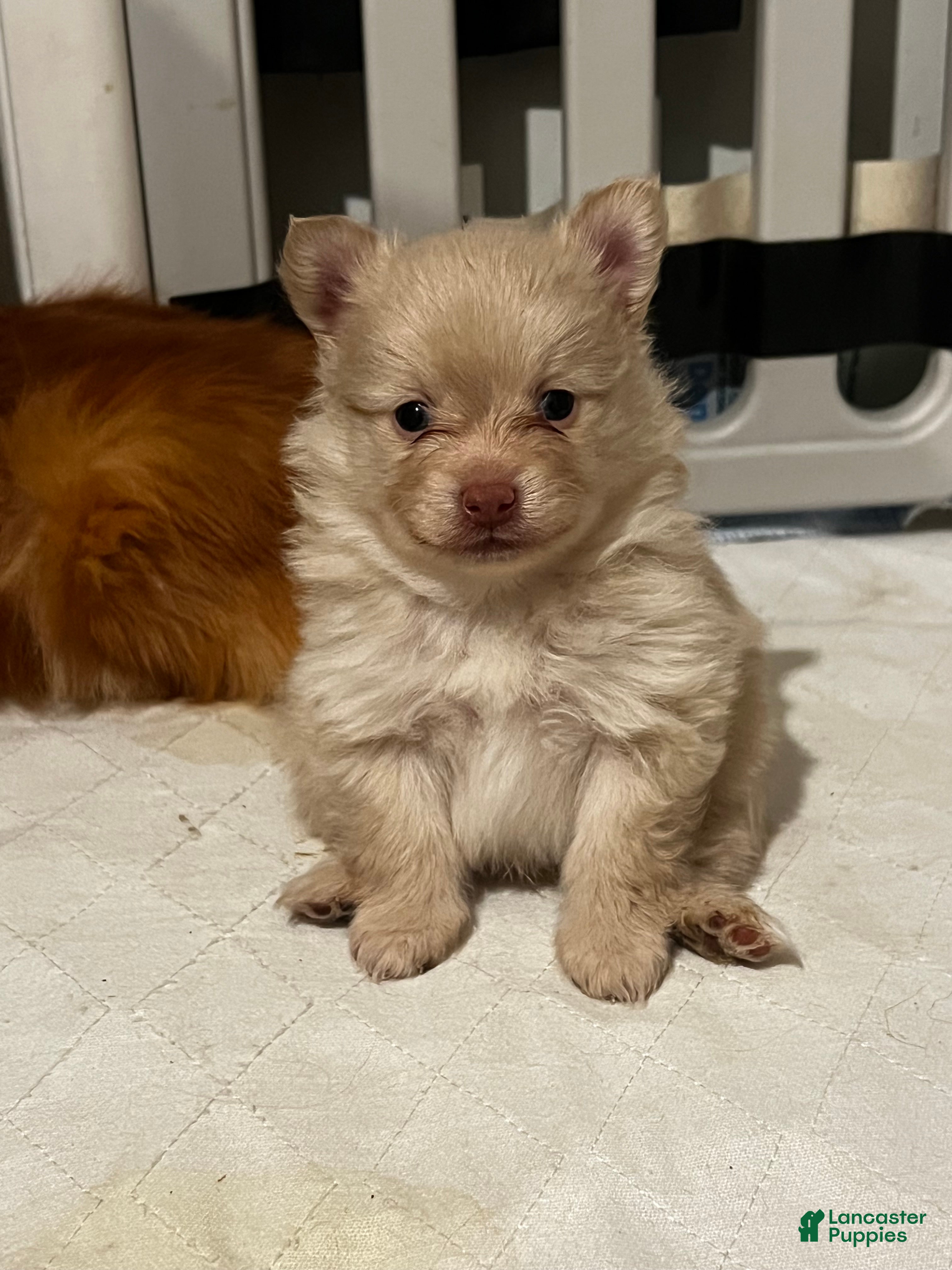 Pomeranian dogs Teddi - Ad 2