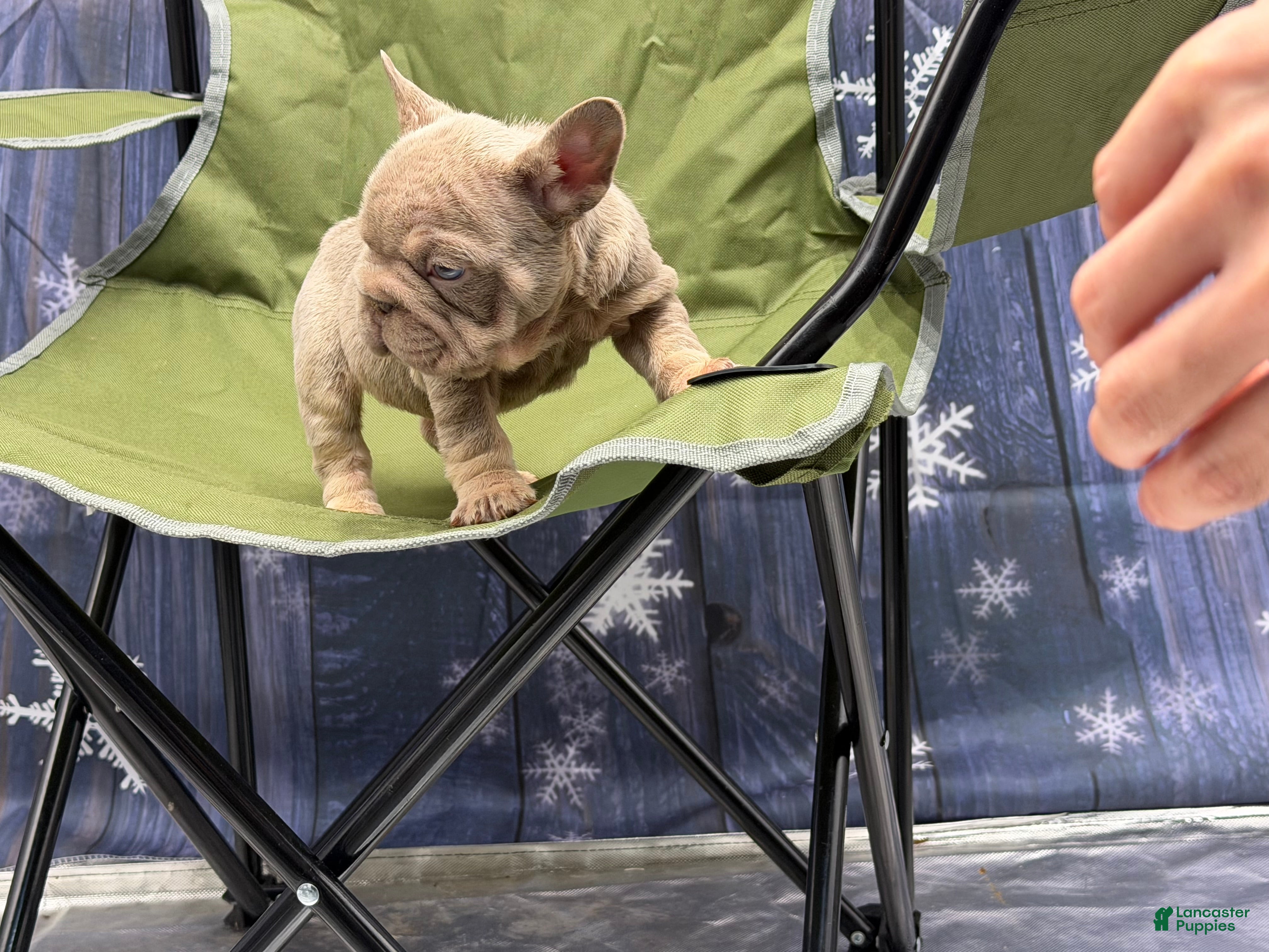 French Bulldog dogs French Bulldog Puppy 3 - Ad 29