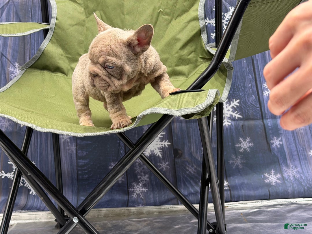 French Bulldog dogs for sale: French Bulldog Puppy 3 - Ad 1