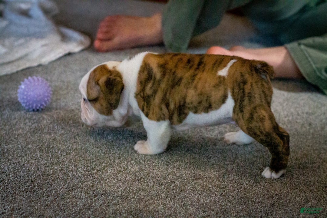 English Bulldog dogs for sale: Charlie  - Ad 6