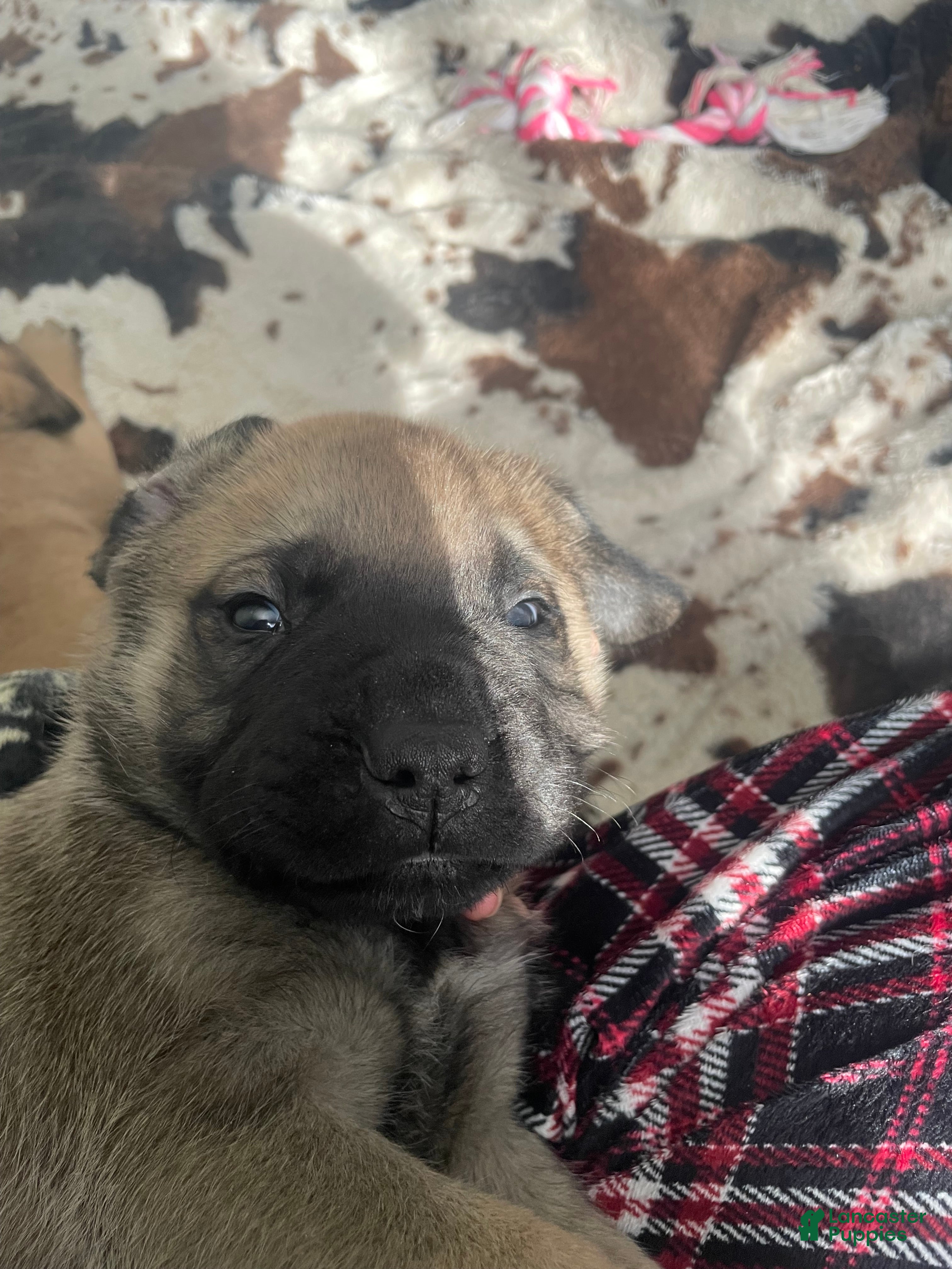 English Mastiff dogs English Mastiff Puppy 4 - Ad 21