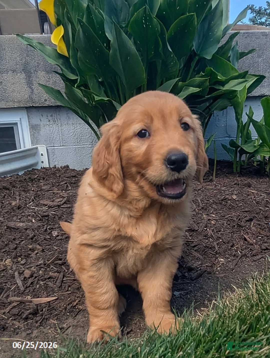 Golden Retriever dogs for sale: Tatum - Ad 6