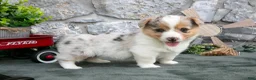 Welsh Corgi Pembroke dogs for sale: Ivy - Ad 1