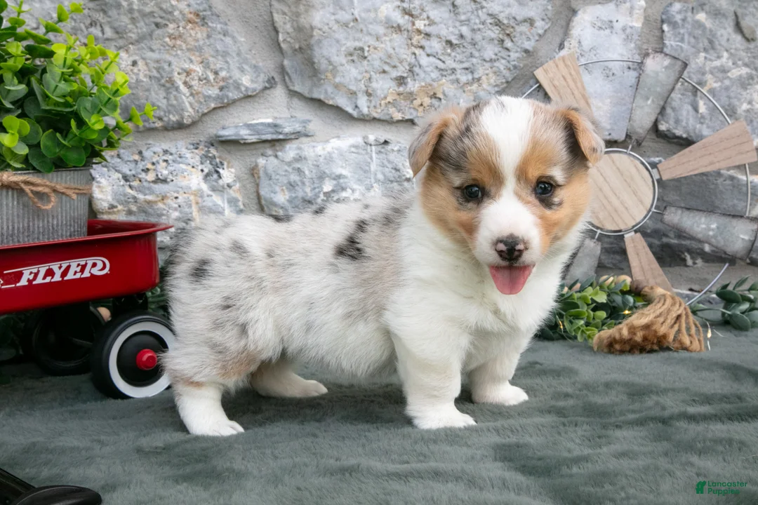 Welsh Corgi Pembroke dogs for sale: Ivy - Ad 1