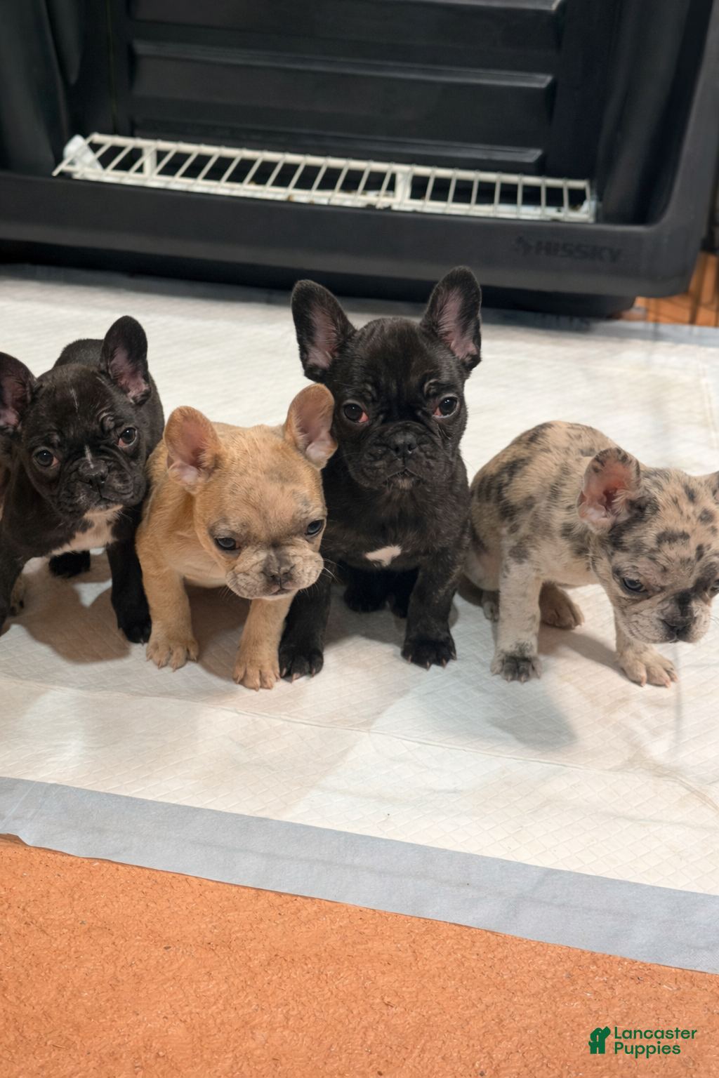 French Bulldog dogs Bear - Ad 41