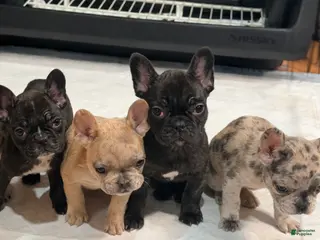 French Bulldog dogs Bear - Ad 41
