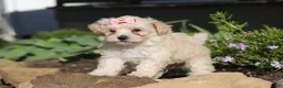 Maltipoo dogs for sale: Ana - Ad 5