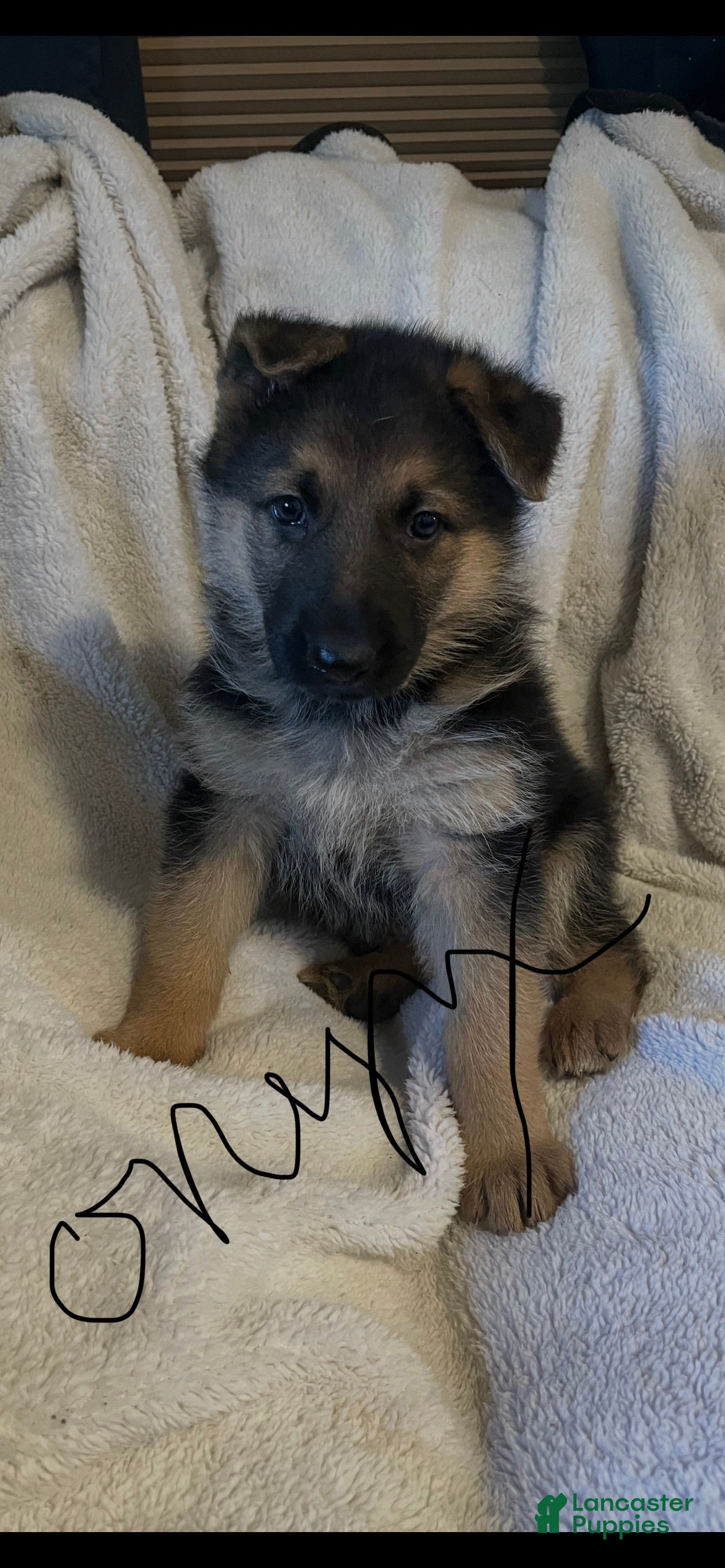 German Shepherd dogs Onyx  - Ad 40