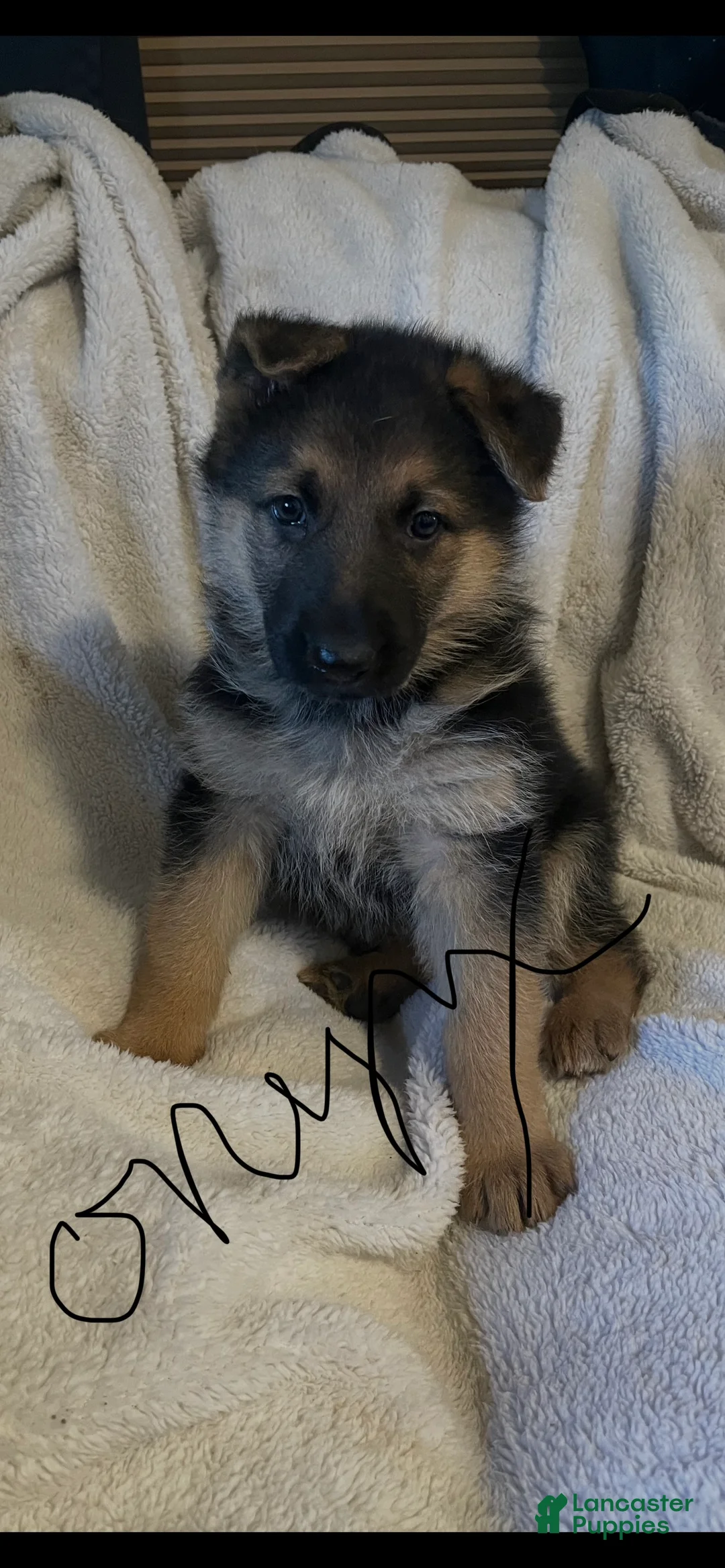 German Shepherd dogs for sale: Onyx  - Ad 1