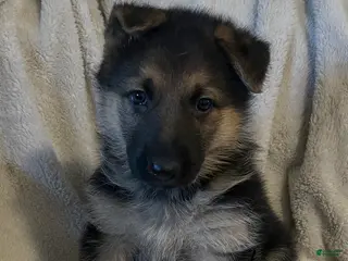 German Shepherd dogs Onyx - Ad 40