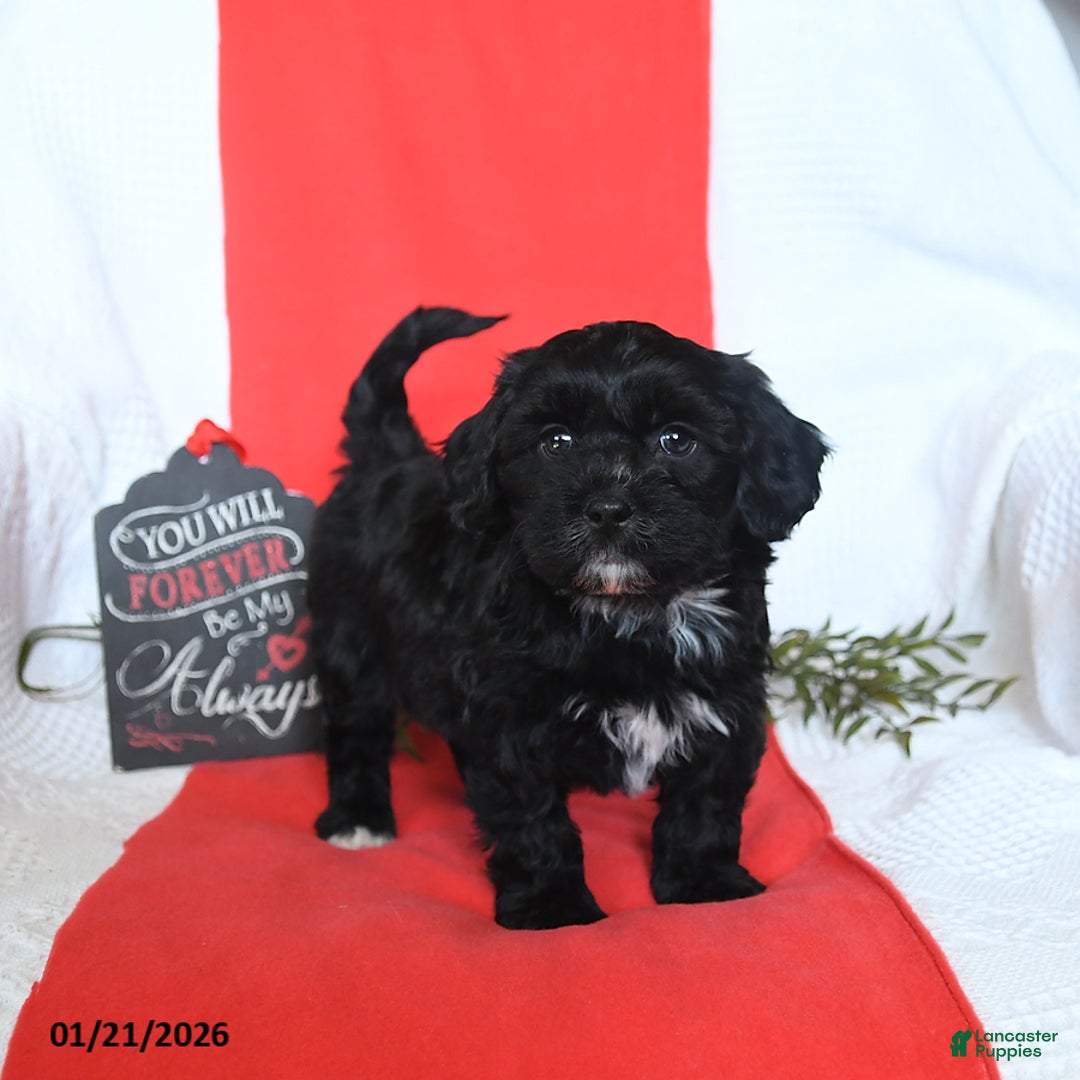 Shihpoo dogs for sale: Duncan - Ad 3