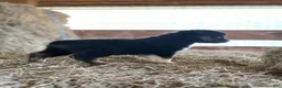 Australian Shepherd dogs for sale: Tessa - Ad 7