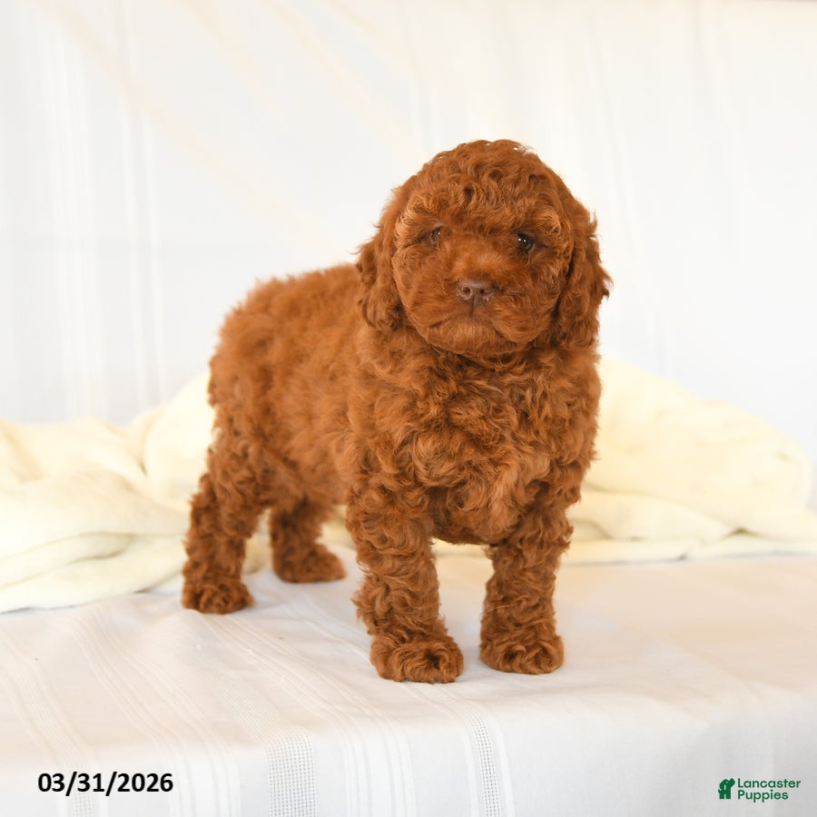 Miniature Poodle dogs Gracie - Ad 1