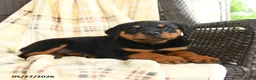 Rottweiler dogs for sale: Heidi - Ad 3