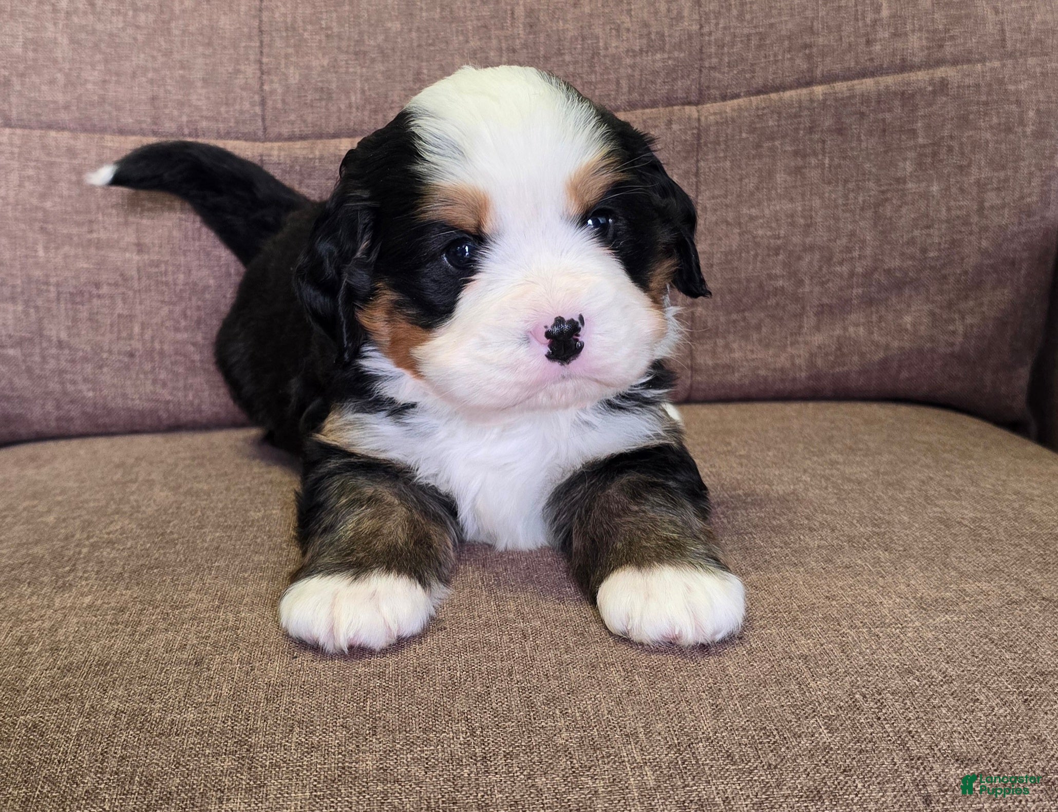 Miniature Bernese Mountain Dog dogs Giblet [reserved] - Ad 1