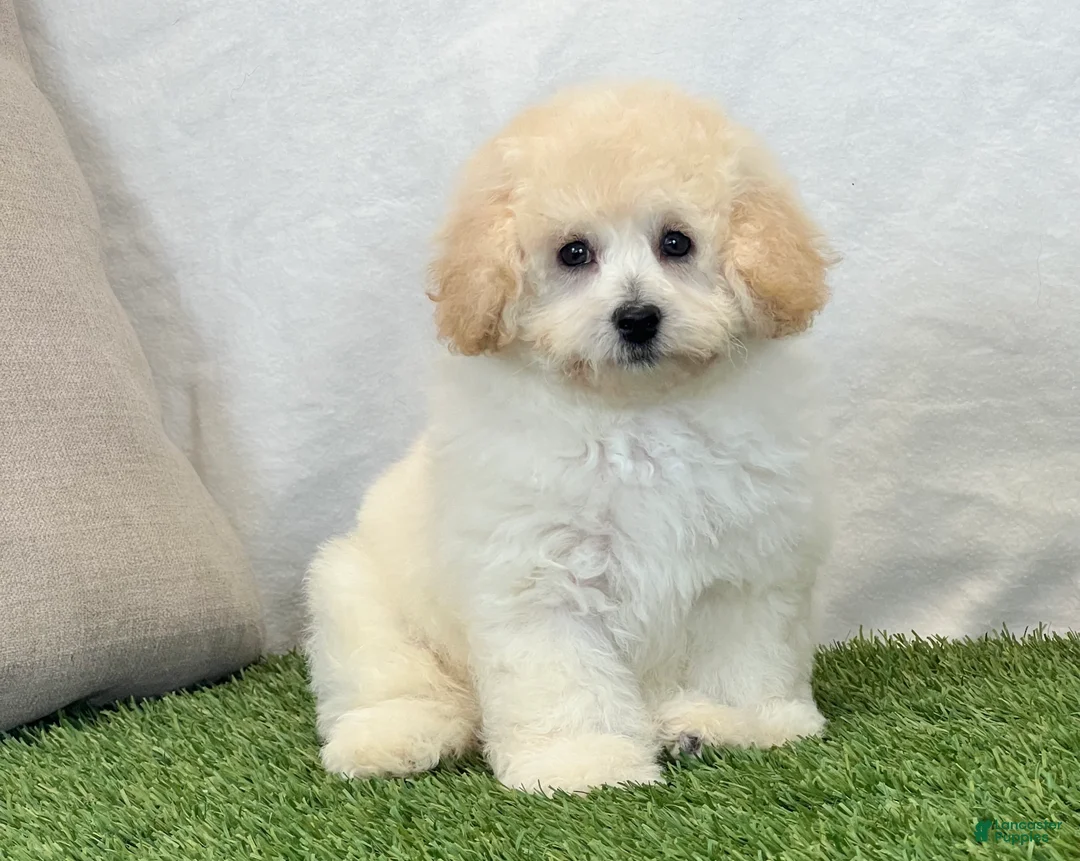 Bichpoo dogs for sale: Kylie  - Ad 1