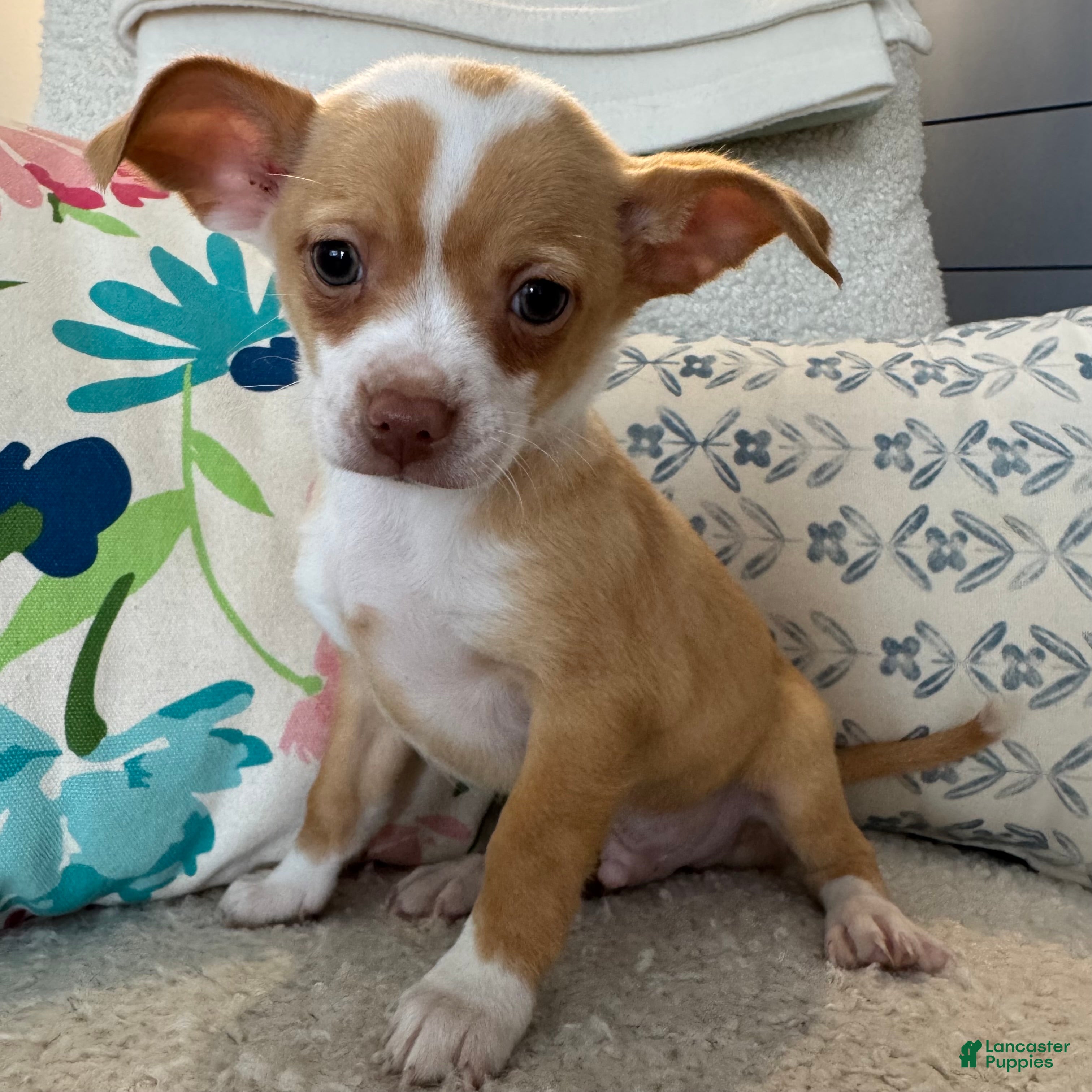 Chihuahua dogs Billy  - Ad 34