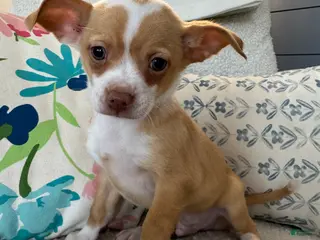 Chihuahua dogs Billy - Ad 34