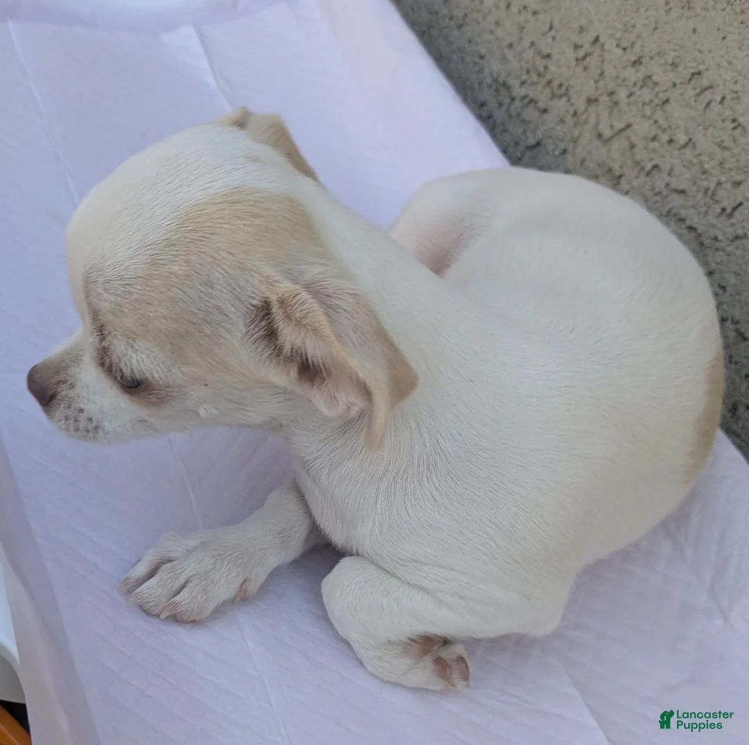 Chihuahua dogs for sale: Full AKC Snow White  - Ad 14