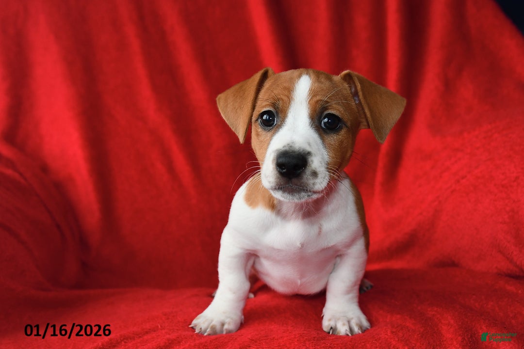 Jack Russell Terrier dogs for sale: Rolex - Ad 4