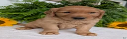 Golden Retriever dogs for sale: Buddy  - Ad 9
