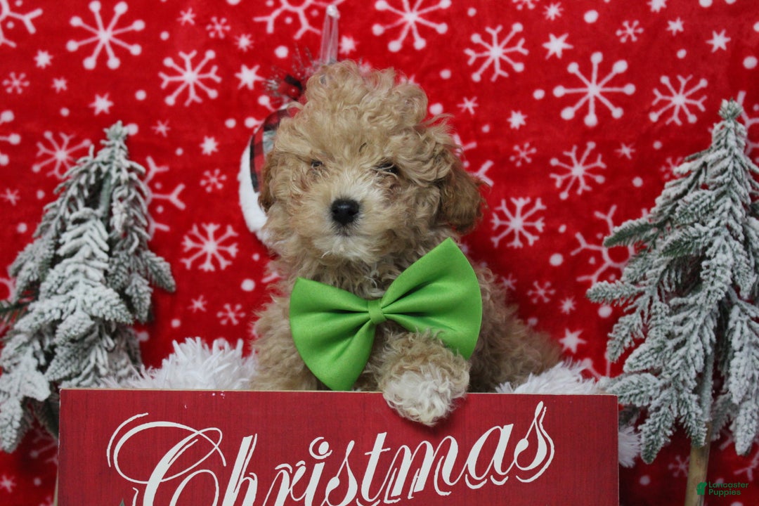 Havapoo dogs for sale: Foxtrot  - Ad 10