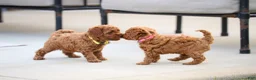 Mini Goldendoodle dogs for sale: Poppy - Ad 12