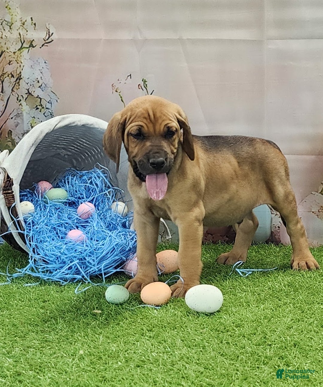 Mixed Breed dogs for sale: 2025 Bloodahoula Male 3 "Finn" - Ad 7