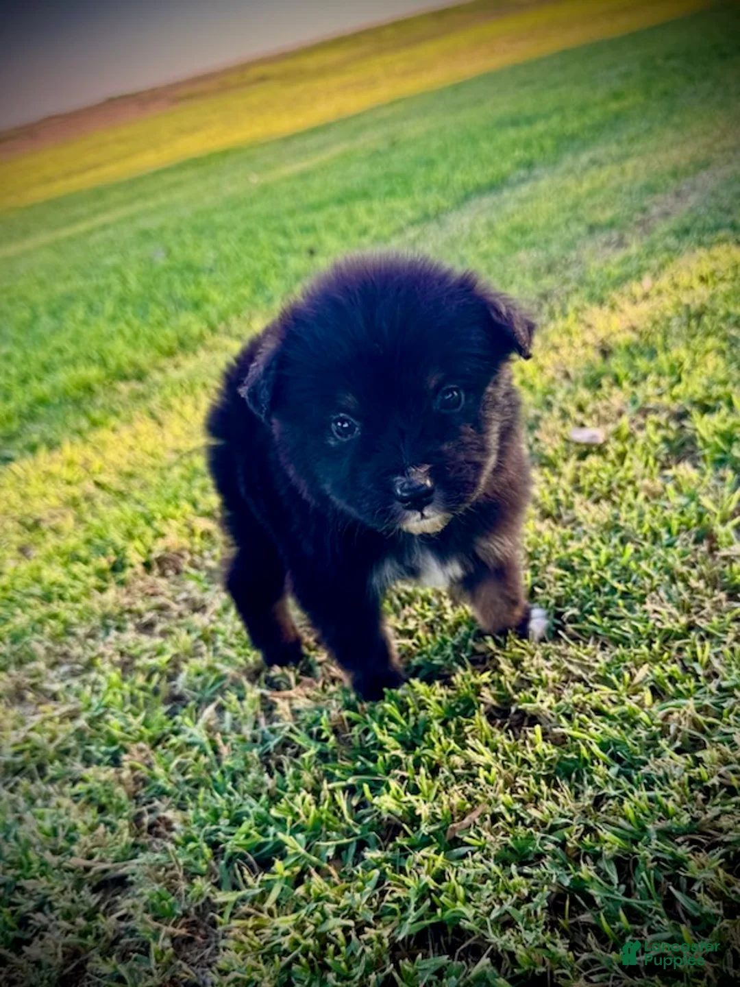 Miniature Australian Shepherd dogs for sale: Wave - Ad 4