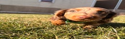 Miniature Dachshund dogs for sale: Loki - Ad 5
