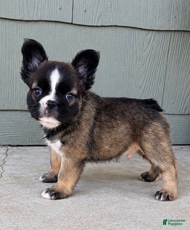 French Bulldog dogs for sale: Stan - Ad 2