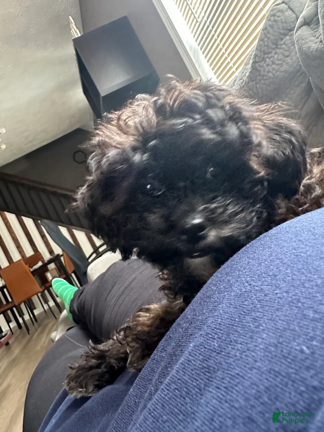 Gallery Image {{count}}