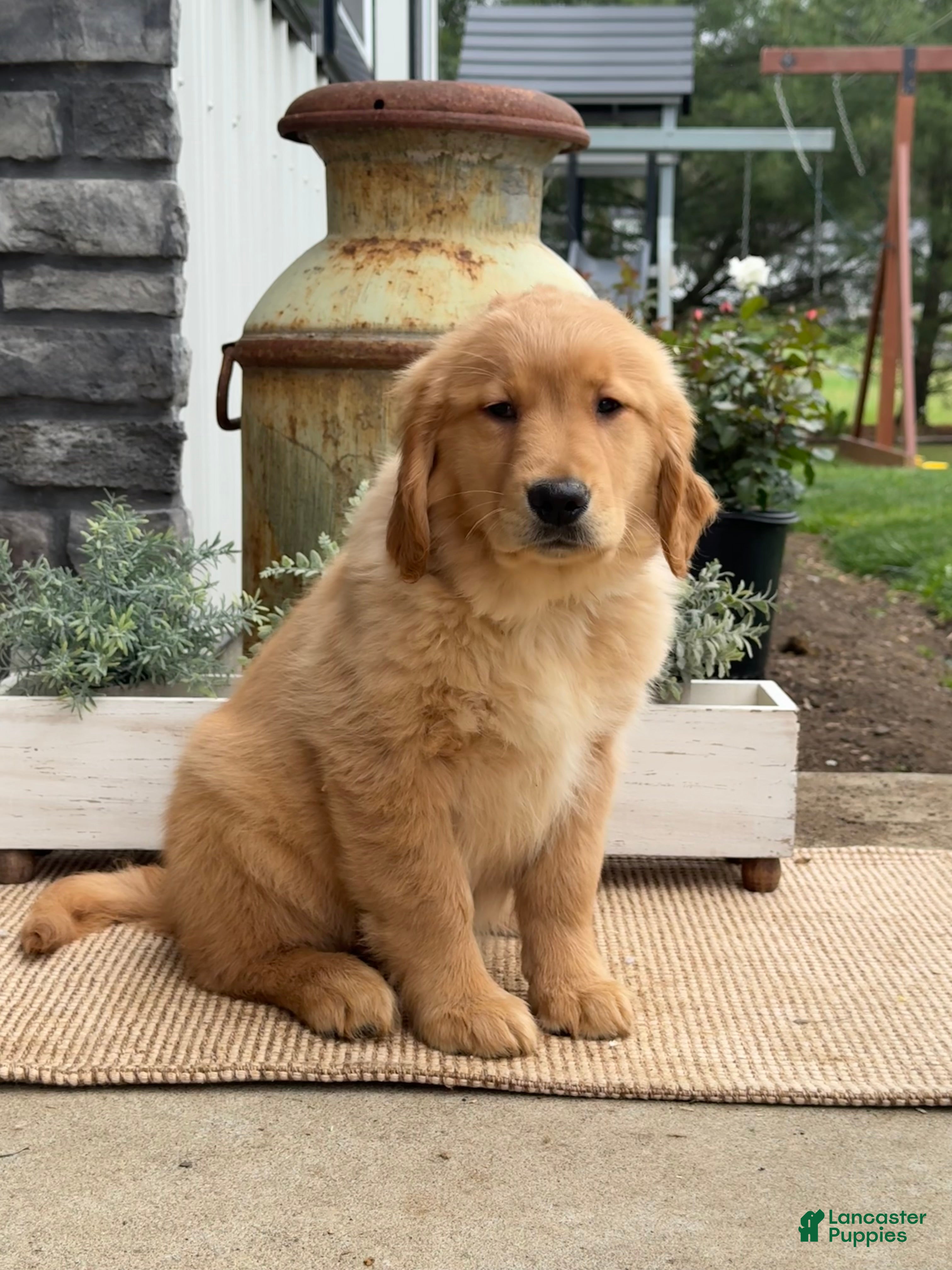 Golden Retriever dogs for sale: Ginny - Ad 1
