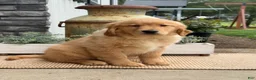 Golden Retriever dogs for sale: Ginny - Ad 1