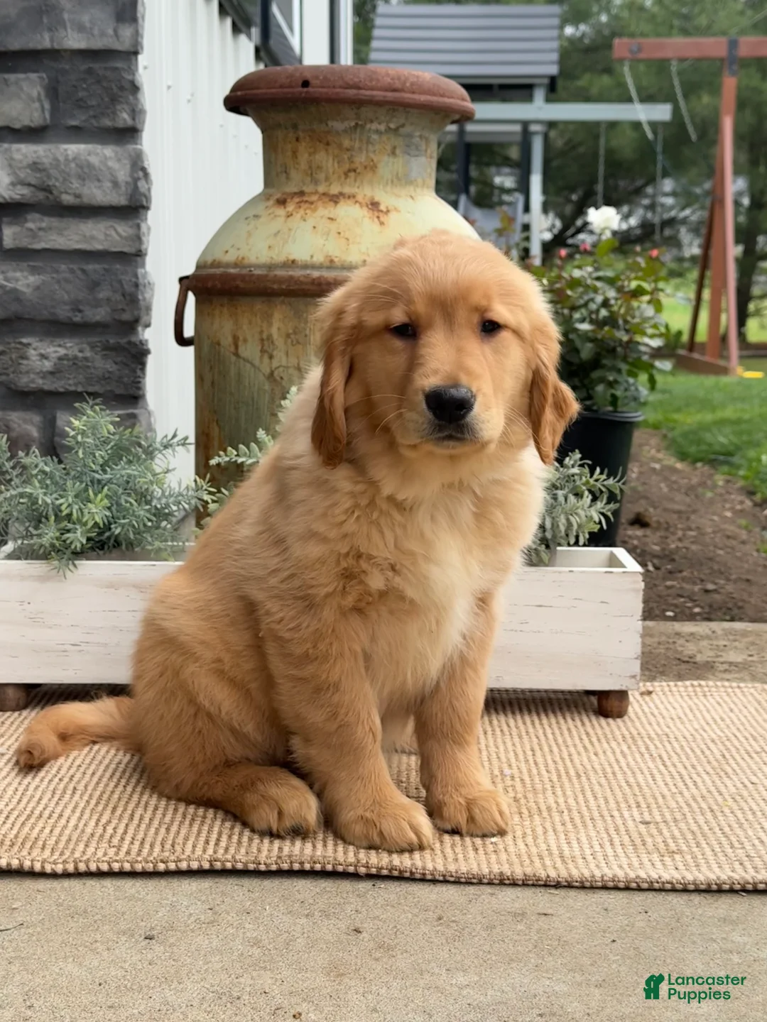 Golden Retriever dogs for sale: Ginny - Ad 1