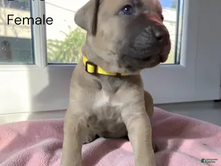 Cane Corso dogs Cane Corso yellow - Ad 32