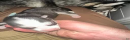 Siberian Husky dogs for sale: Twilight  - Ad 5