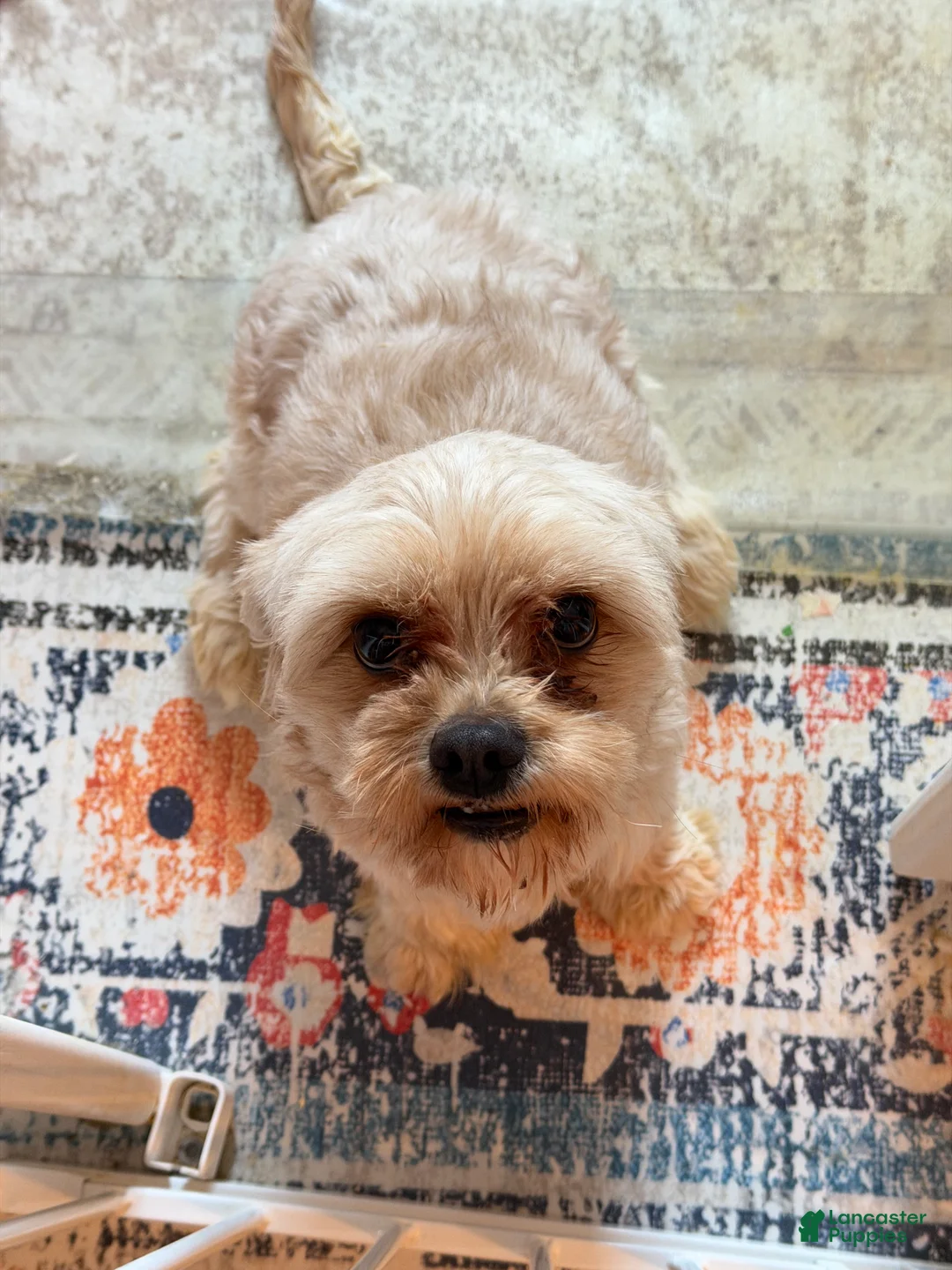 Mixed Breed dogs for sale: Mixed Breed Puppy 1 - Ad 4