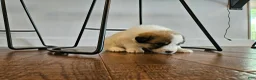 Great Pyrenees dogs for sale: Great Pyrenees Puppy - Ad 9