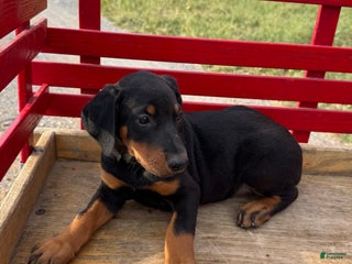 Doberman Pinscher dogs Jaxon - Ad 1