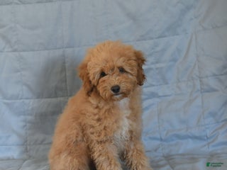 Shihpoo dogs - Ad 31