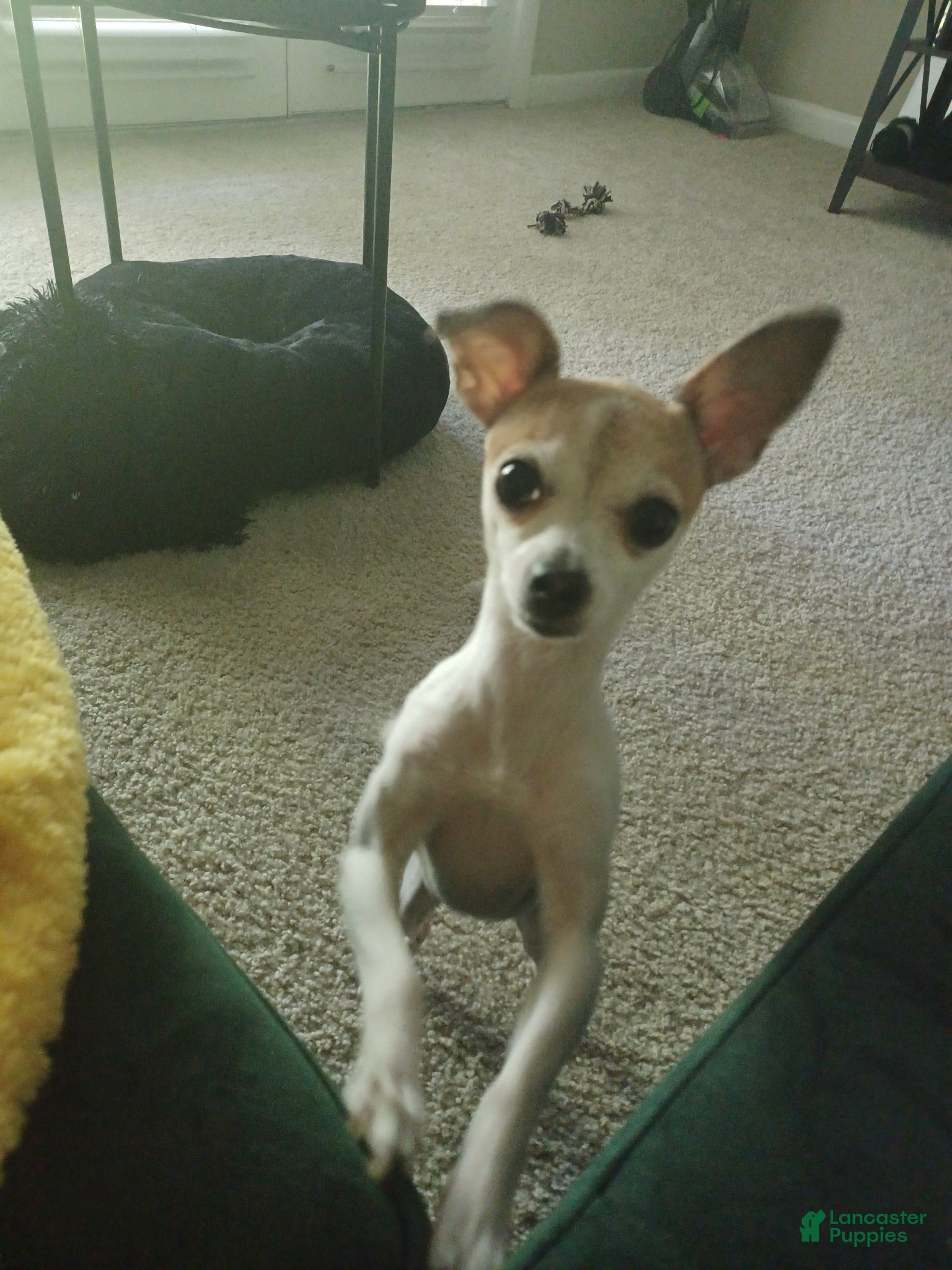 Mixed Breed dogs Kimba - Ad 1