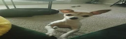 Mixed Breed dogs for sale: Kimba - Ad 1